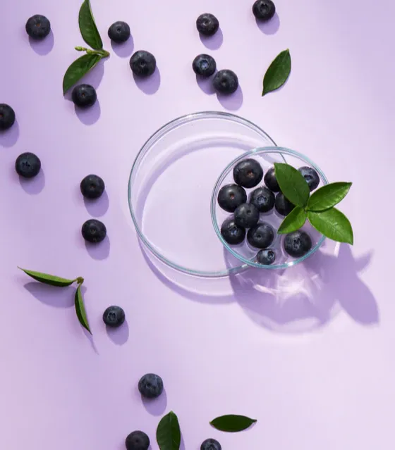 Bilberry Extract